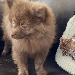 Pomeranian puppy rehomeing