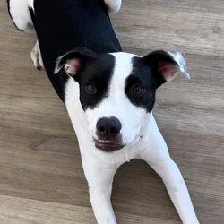 Meet sweet girl Moo! 1 year