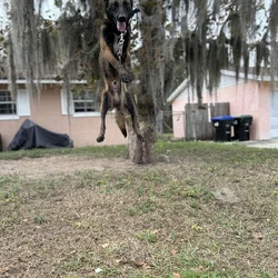 AKC Registerd Belgian Malinois stud available