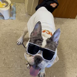 Frenchie looking for a new home