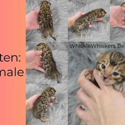 Athenas litter
