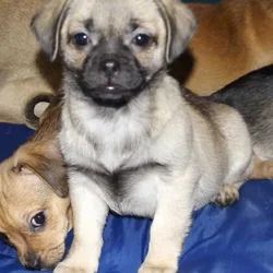 ADOREABLE CHUG PUPPIES BORN 11/05/25