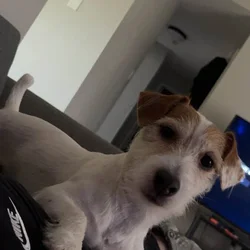 Shorty, Jack Russell terrier CKC registered stud