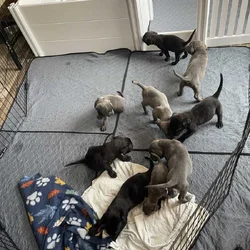 Cane Corso (started on basic commands)