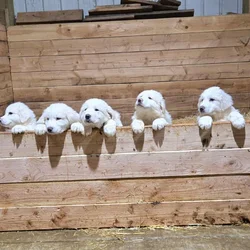 Great Pyrenees puppies