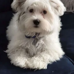 Morkie pup