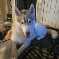 Siberian husky young