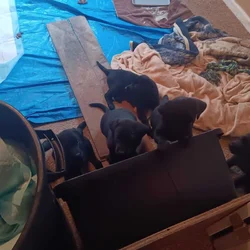 Lab puppies