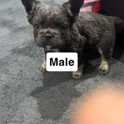 Lilac/fluffy French bulldog