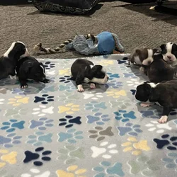 Boston terrier puppies