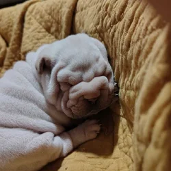 Shar pei puppies
