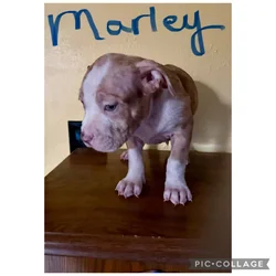 ABKC Registered American Bully puppies