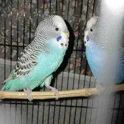 CottonCandy & Blueberry - 2 cute budgie siblings