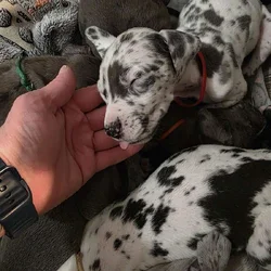 AKC Great Dane Puppies for sale