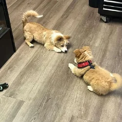Pomeranian Puppies