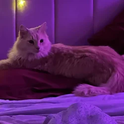 Meet Star 🌟 A Loving, Cuddly 7-Month-Old Cat