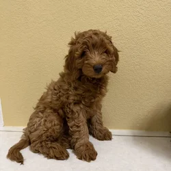 Loving Mini IrishDoodle Puppy Seeking Forever Home