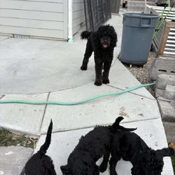 Beautiful purebred Moyen Poodles