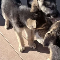 German shepherd/ white shepherd puppies