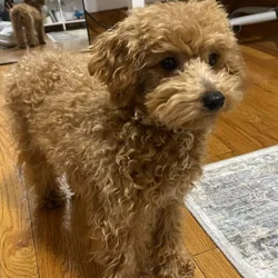 Toy Poodle 6mo (M)
