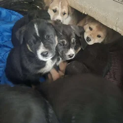 Blue Heeler Mom and German Shepherd Dad puppies