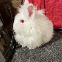 Lionhead Rabbits