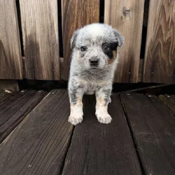 Australian cattle dog puppies for sale