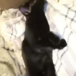 Young cat