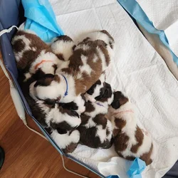 Saint Bernards for Sale