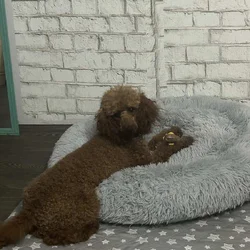 Purebred Red Mini Poodle