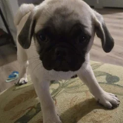 Mr. Simba