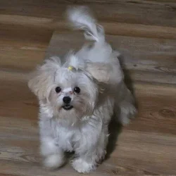 MORKIE
