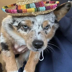Aussie Corgi