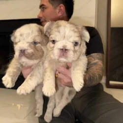 French Bulldog Fluffies