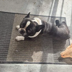 French Bulldog