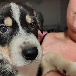 6 puppies