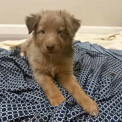 Australian Shepherd Red Merle Male Puppy
