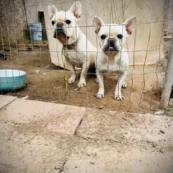 2 White Frenchies for Sale