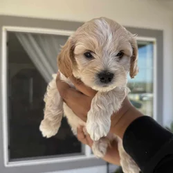 Puppies