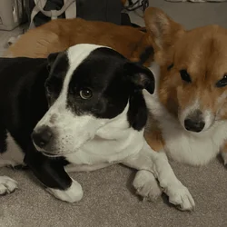 Corgi & Corgi-mix (bonded pair)