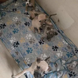 Jack Russell/Pit Mix Puppies