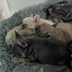 Frenchie Puppies