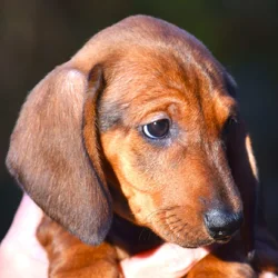AKC (STANDARD)SMOOTH COAT DACHSHUND PUPPIES