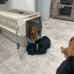 Doodle puppies ready for furever homes.