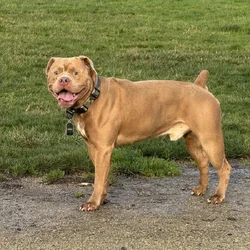 bully mastiff