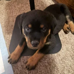 10 week old puppy Rottweiler