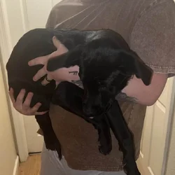 Puppies for sale!