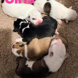 Female Puppies