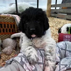 Newfoundland Puppies – Raised in a Home, Landseers