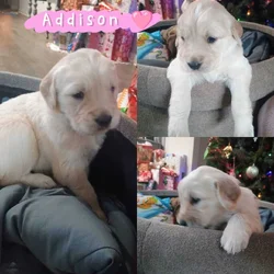 AKC GR Pups looking for forever homes